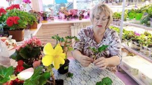 .Бегонии, уход и размножение осенью.