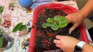 Так мне еще не посылали! Посылка с пеларгониями от канала *Мой небольшой цветочный бизнес.*