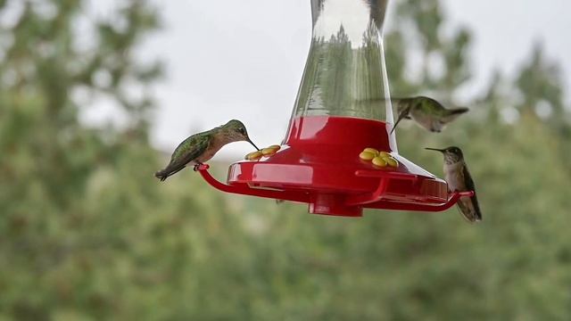 Beautiful fantasy ambient music for relaxation. Музыка для снятия стресса. Музыка от бессонницы. смотреть онлайн