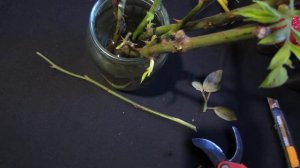 лучший способ черенковать розы