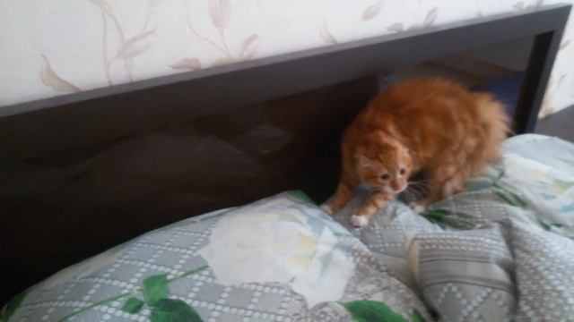 У Кошки аллергия на группу "пицца"!! смотреть онлайн