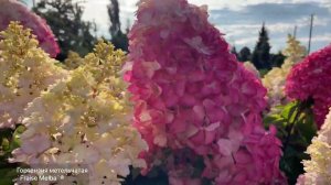 Гортензия метельчатая `Fraise Melba`® (`Фрейз Мельба`)