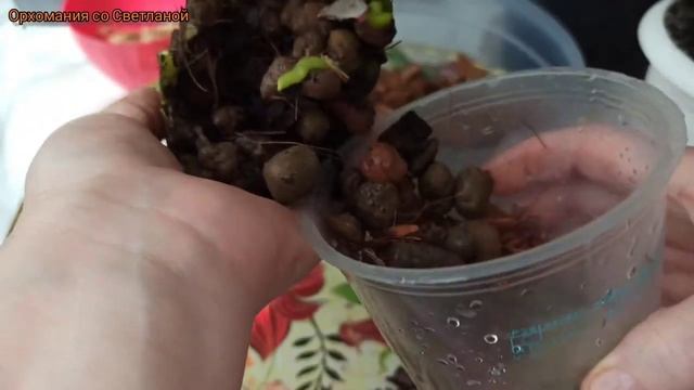 Самый простой способ пересадки орхидеи Пересадка орхидеи методом "Перевалка" смотреть онлайн