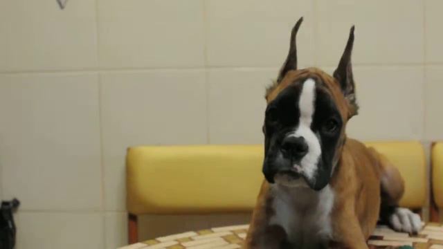 DSC 0087 смотреть онлайн