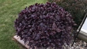 Alternanthera Purple Prince