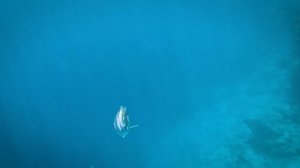 Риф отеля Sunrise Montemare resort. Египет. Шарм-эль-Шейх 2023