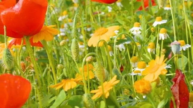 Самая красивая мелодия на свете, Затрагивающая Самые Сокровенные Уголки Души ?Цветы распускаются #8 смотреть онлайн