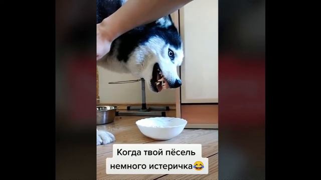 САМЫЕ СМЕШНЫЕ ЖИВОТНЫЕ И ЛЮДИ Весёлая Утка