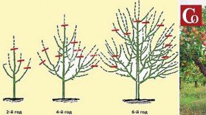 Андрей Туманов: Когда ветки яблонь ломаются от урожая...Чем помочь дереву?