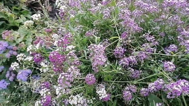 Не было бы счастья,да несчастье помогло?Алиссум или лобулярия? смотреть онлайн