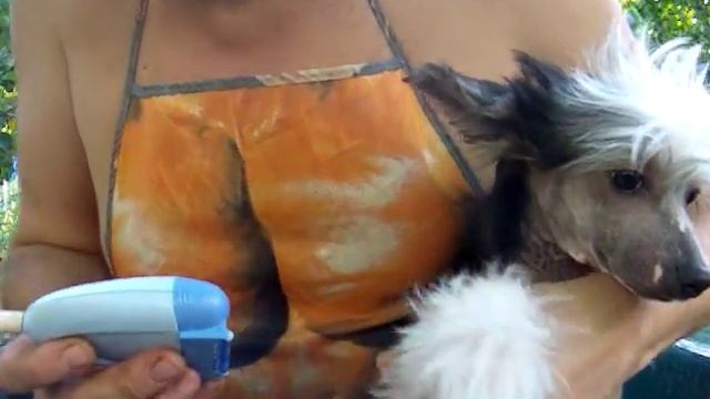 Эпиляция голого китайского хохлатого щенка смотреть онлайн