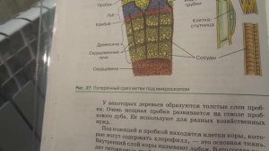 Биология 6 класс § 9 (Автор: Пасечник В.В. ) Строение стебля