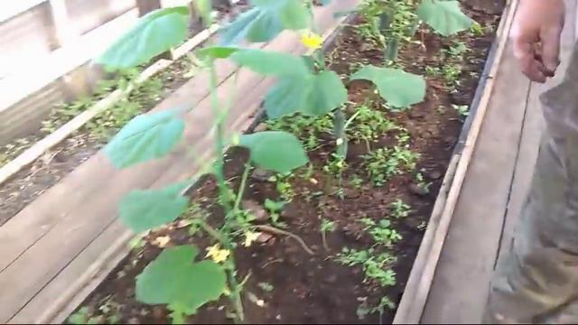 61/18  Дела тепличные на 20.08.2018г. / снимаем урожай огурцов второй посадки смотреть онлайн
