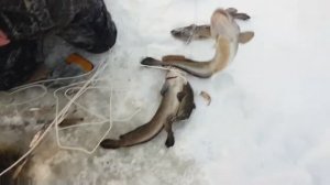 Сургут рыбалка зимой,на перемет, налим. ХМАО