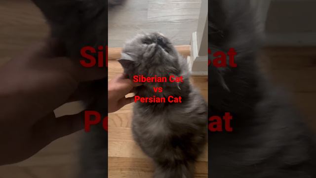 Siberian Cat vs. Persian Cat