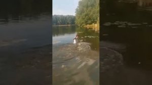 С братом на рыбалке  #кузьминки #щука #парк#рыбалка#толстолобик