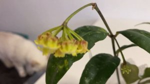 Цветение хойи Амикпбилис( Hoya Amicabilis)