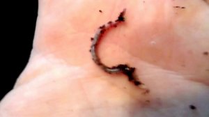 Дендробена .От кокона до маточника - прошло 5 недель