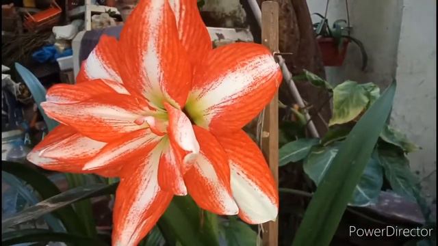 Red Peacock Amaryllis and Exotic Peacock Amaryllis form buds to blooms смотреть онлайн