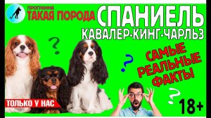 Такая порода. Кавалер-кинг-чарльз-спаниель