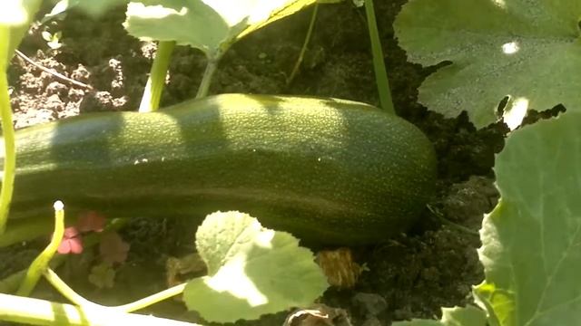 Первый урожай кабачков! Секреты по выращиванию!! смотреть онлайн