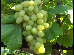 Ранне-средние сорта винограда 2019. Тянь-Шань