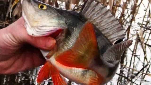 Про Рыбалку. Окунь на Java Stick. смотреть онлайн