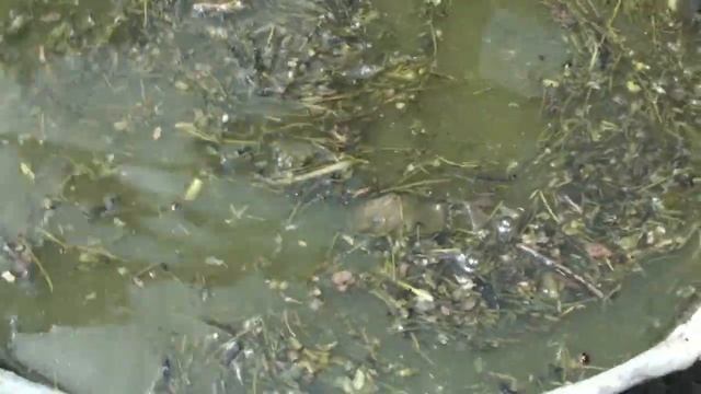 ОГУРЦЫ ПОДКОРМКА ВО ВРЕМЯ ПЛОДОНОШЕНИЯ ОРГАНИКА БЕЗ ХИМИИ КОРНЕВАЯ И ВНЕКОРНЕВАЯ ПОДКОРМКА ОГУРЦОВ смотреть онлайн