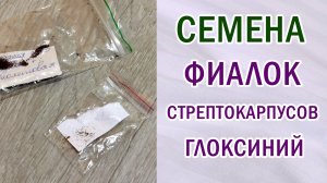 Семена фиалок, стрептокарпусов, глоксиний.Ответы на вопросы.Селекция. Посев семян и уход. #violet