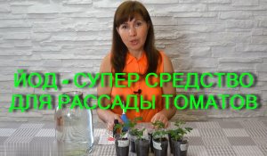 ЙОД - СУПЕР СРЕДСТВО ДЛЯ РАССАДЫ ТОМАТОВ