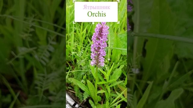 Ятрышник пятнистый (Orchis maculata).?