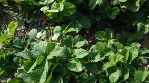 На клубнике сохнут бутоны.. Как навсегда  избавиться от долгоносика без химии.