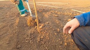 Сажаем сад. Посадка деревьев Черешни, вишни, персики. Кустов малины. Высадка саженцев.