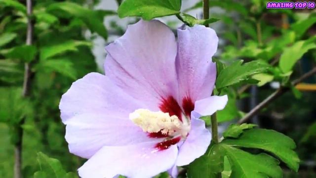 Top 10 Colorful Rose of Sharon Flower Ever You Seen | Amazing Flowers Video(HD) смотреть онлайн
