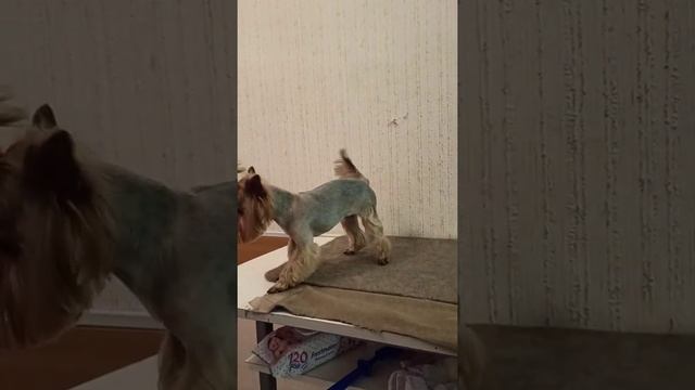 Miniature Yorkshire Terrier has a haircut for the summer!/ Мини йорк подстригся на лето!