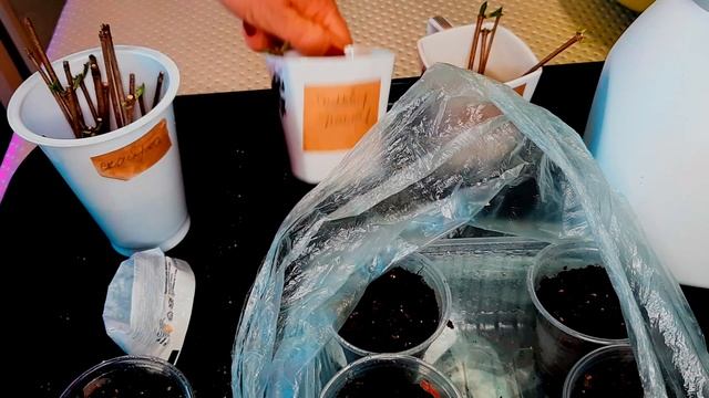 ?Весеннее черенкование метельчатой гортензии. ПРОСТОЙ способ и очень ЭФФЕКТИВНЫЙ!? смотреть онлайн