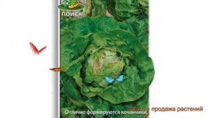 Салат обыкновенный Король майя Кочанный ? обзор: как сажать, семена салата Король майя Кочанный