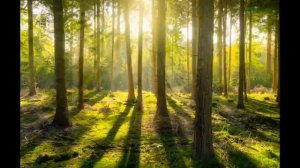 Шум леса, пение птиц  sounds of nature, birdsong, forest noise