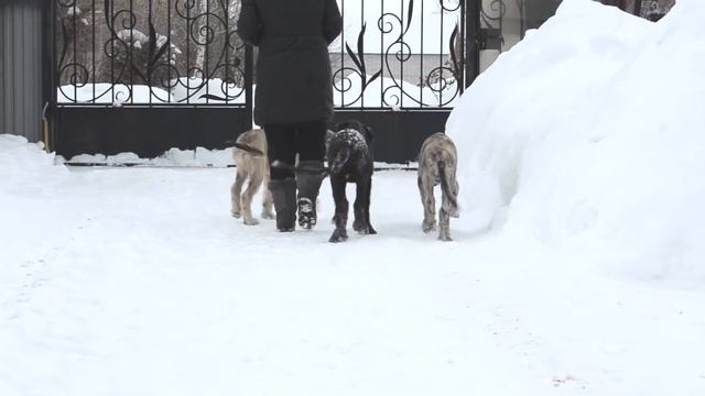 щенки породы Ирландский Волкодав смотреть онлайн