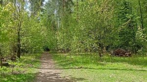 7. Кучинский лесопарк - Kuchinsky Forest Park