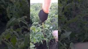 Степлер  для подвязки растений (помидоров, винограда)