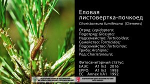 Американская еловая листовертка (Choristoneura fumiferana (Clemens))