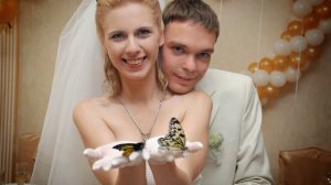 Живые бабочки для подарка на свадьбу, http://babochki.kiev.ua 