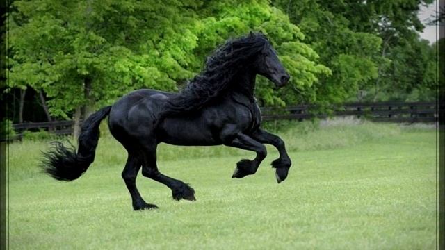 САМЫЙ КРАСИВЫЙ КОНЬ В МИРЕ  - Фридрих Великий