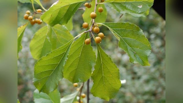 Древогубец Круглолистный (Celastrus orbiculatus) смотреть онлайн