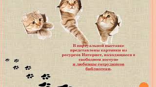 Котосессия