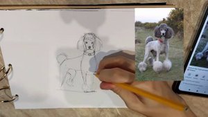 Как нарисовать пуделя?