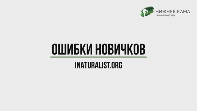 Ошибки новичков на inaturalist.org