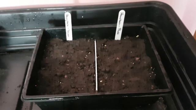 Mick's allotment- sowing Hollyhocks! смотреть онлайн