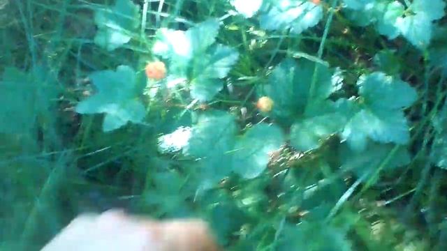 Дары природы- МАРОШКА смотреть онлайн